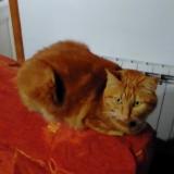 Picture of cat lost at Montours Cogles