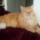 Picture of cat lost at Guidel