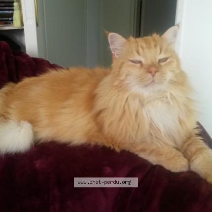 Photo 1/1 FIDJI Chat lost in Guidel