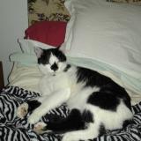 Picture of cat lost at La Baroche Sous Luce