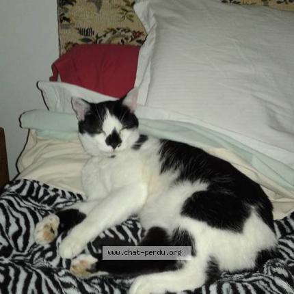 Photo 1/1 Popeye Chat lost in La baroche sous luce