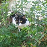 Picture of cat lost at Fourneaux