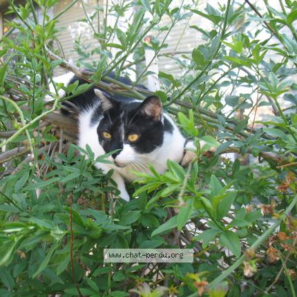 Photo 1/1 Sushy Chat lost in Fourneaux