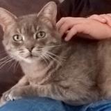 Picture of cat lost at Saclay