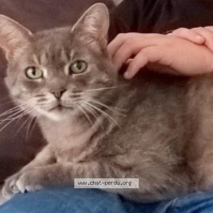 Photo 1/1 SONY Chat lost in Saclay