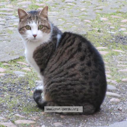 Photo 1/1 SHOUPI Chat lost in Lyon