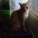 Picture of cat lost at Saint Orens De Gameville