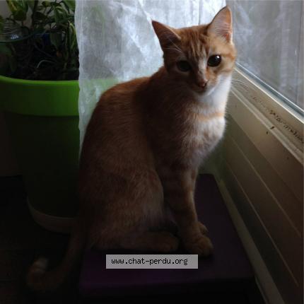 Photo 1/1 MINDY Chat lost in Saint orens de gameville