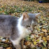 Picture of cat lost at Sacy Le Petit