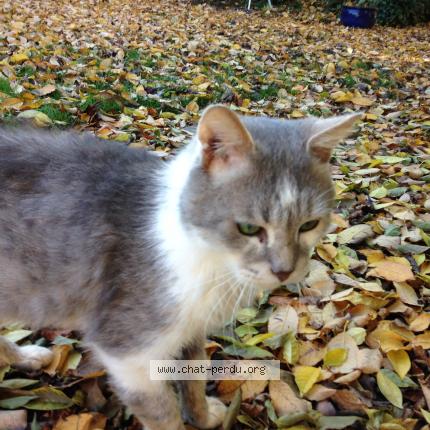 Photo 1/1 teddy Chat lost in Sacy le petit