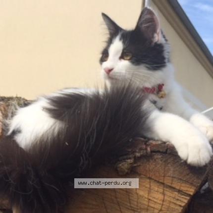 Photo 1/1 MYA Chat lost in Saint fargeau ponthierry