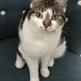 Picture of cat lost at Barbizon