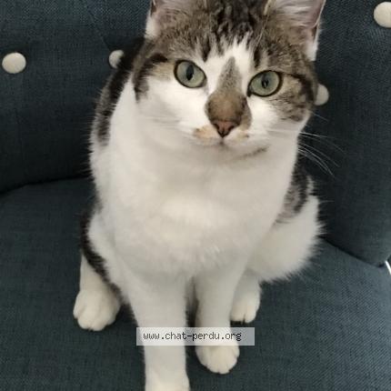 Photo 1/1 CLÉO Chat lost in Barbizon