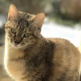 Picture of cat lost at Mont Saint Aignan