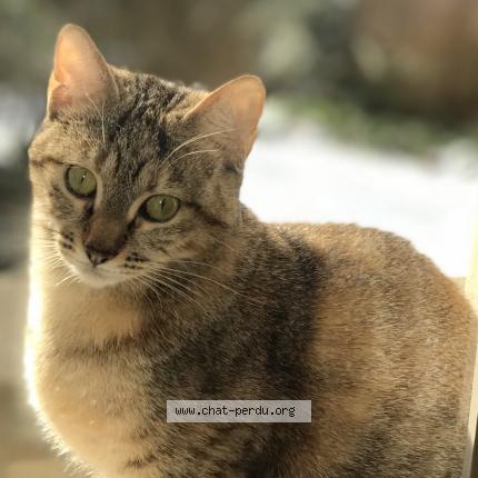 Photo 1/1 Madiba Chat lost in Mont saint aignan