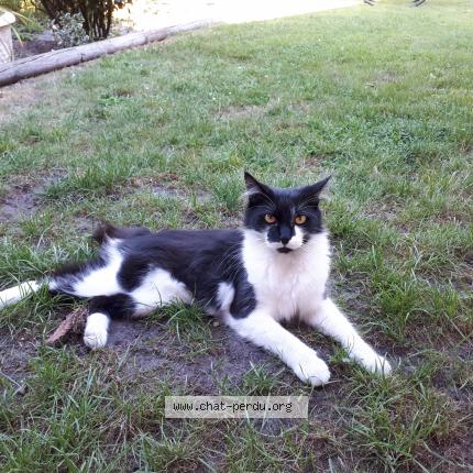 Photo 1/1 Bali Chat lost in Carcans