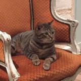 Picture of cat lost at Bordeaux