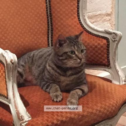 Photo 1/1 Jinger Chat lost in Bordeaux