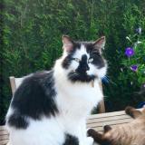 Picture of cat lost at Saint Sauveur