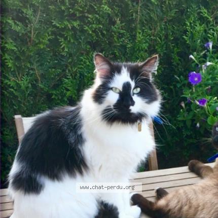 Photo 1/1 Oreo Chat lost in Saint sauveur