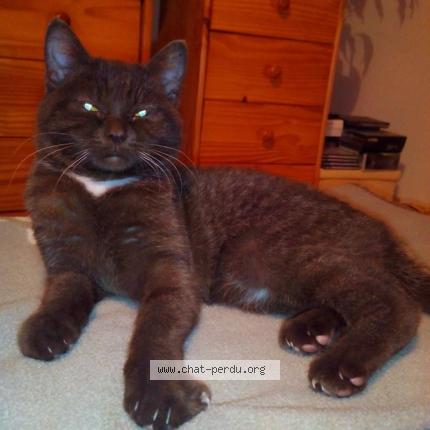 Photo 1/1 Ganache Chat lost in Erbisoeul