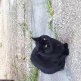 Picture of cat lost at Noisy Le Grand