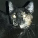 Picture of cat lost at Strasbourg