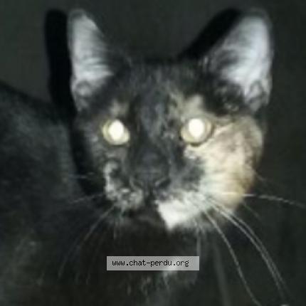 Photo 1/1 Lea Chat lost in Strasbourg