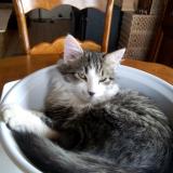 Picture of cat lost at Marsolan