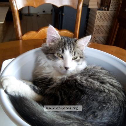 Photo 1/1 Cochon Chat lost in Marsolan