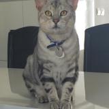 Picture of cat lost at Epreville