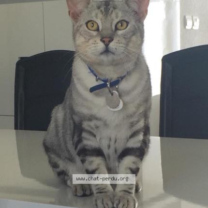 Photo 1/1 Titi Chat lost in Epreville