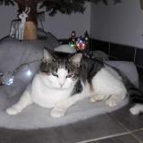 Picture of cat lost at Payns