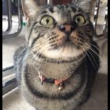 Picture of cat lost at Gien