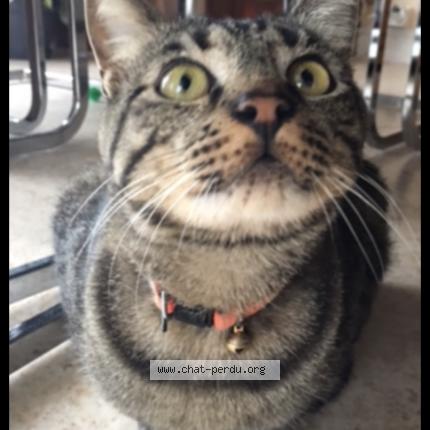 Photo 1/1 Ca&iuml;pi Chat lost in Gien