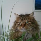 Picture of cat lost at Carnieres