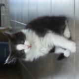 Picture of cat lost at Toulouse