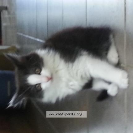 Photo 1/1 Gibs Chat lost in Toulouse