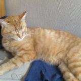 Picture of cat lost at Fournes En Weppes