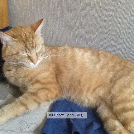 Photo 1/1 Jules Chat lost in Fournes en weppes