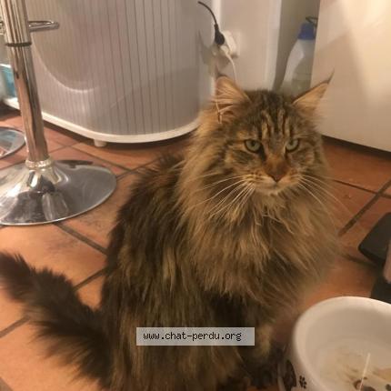 Photo 1/1 MIETTE Chat lost in Rognes