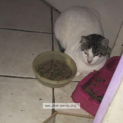 Photo 1/1 Maki Chat lost in Sauveterre saint denis