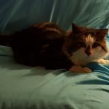 Picture of cat lost at La Balme Sillingy