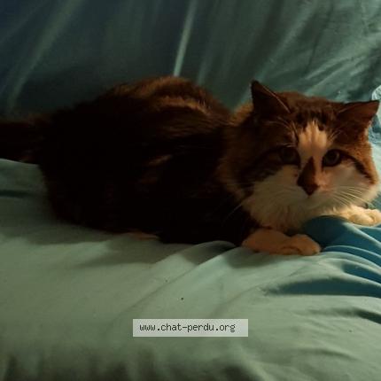 Photo 1/1 HARIBO Chat lost in La balme sillingy