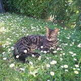 Picture of cat lost at Ambares Et Lagrave