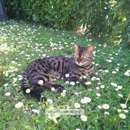 Photo 1/1 Milo Chat lost in Ambares et lagrave