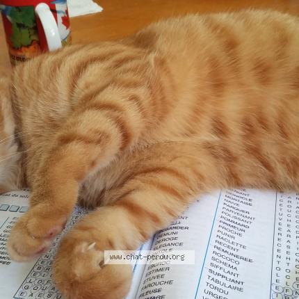 Photo 1/1 Garfield Chat lost in Thonon les bains