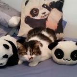 Picture of cat lost at Ermont