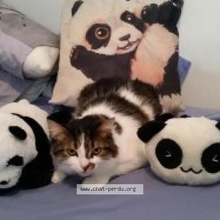 Photo 1/1 Django Chat lost in Ermont