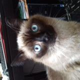 Picture of cat lost at Rosny Seine